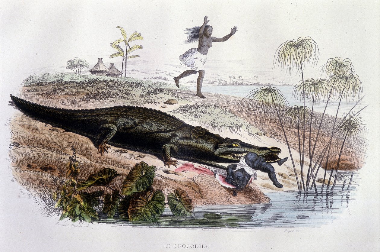 幼い子供を食いちぎるワニ（Lacépède, ed. Furne, Parisの "Histoire Naturelle "より 作： 無名の画家