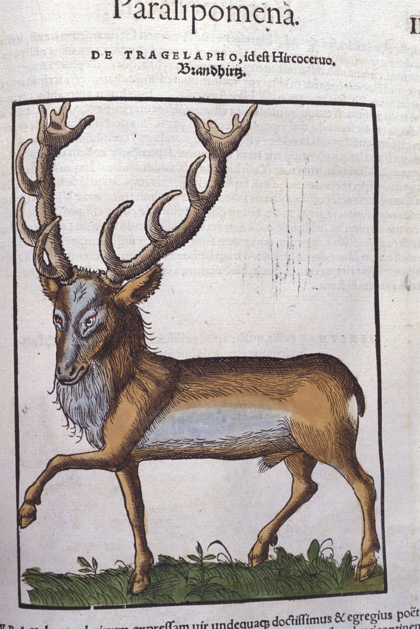 Konrad GesnerのHistoriae animaliumの後の鹿、Tiguri 作： 無名の画家
