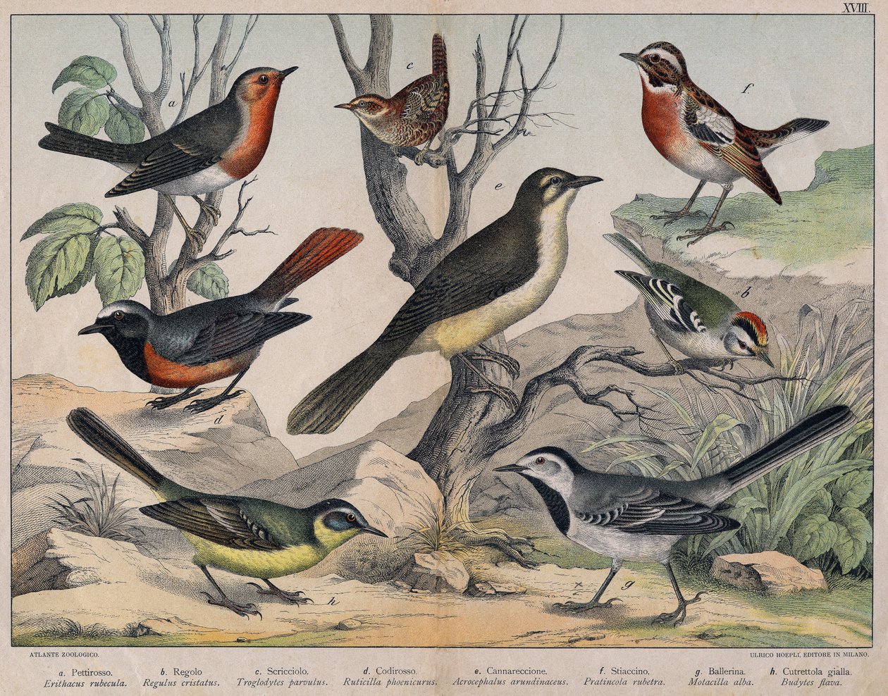 鳥の多様な図版「自然鳥類の歴史」. 作： 無名の画家
