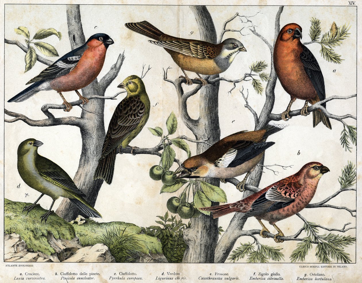 鳥の多様な図版「自然鳥類の歴史」. 作： 無名の画家
