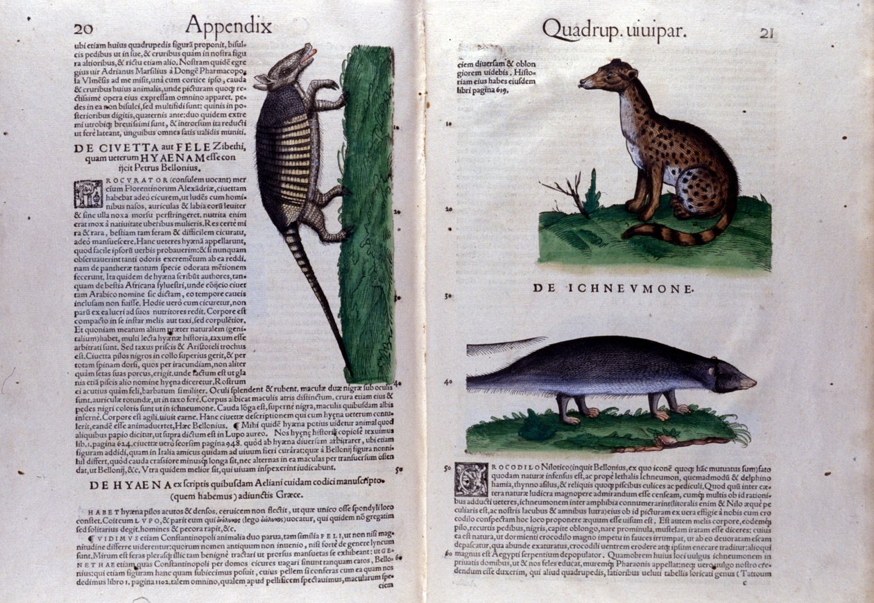 コンラッド・ゲスナー(1516-1565)の『動物史』の二重ページ、ティグリ。 作： 無名の画家