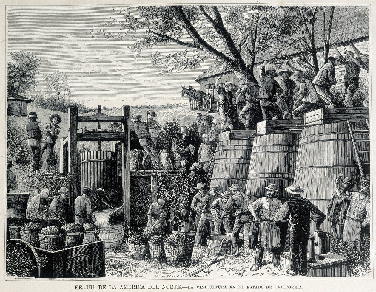 19世紀のカリフォルニアのブドウ栽培を描いた1876年の版画。 作： 無名の画家
