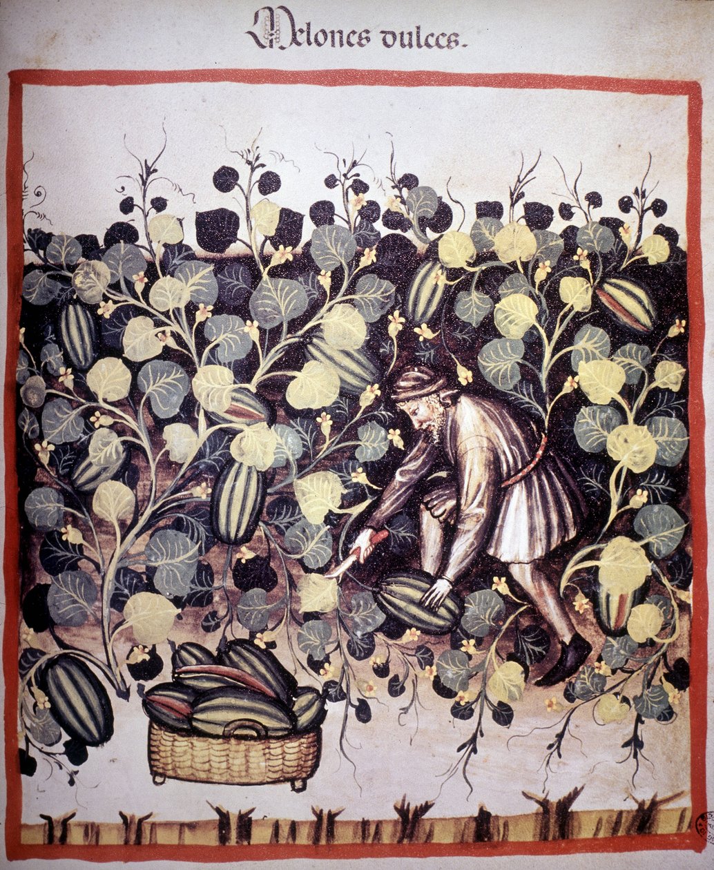 Tacuinum Sanitatis "のメロンのコレクションを表すエングレーヴィング。B.N、ウィーン。 作： 無名の画家