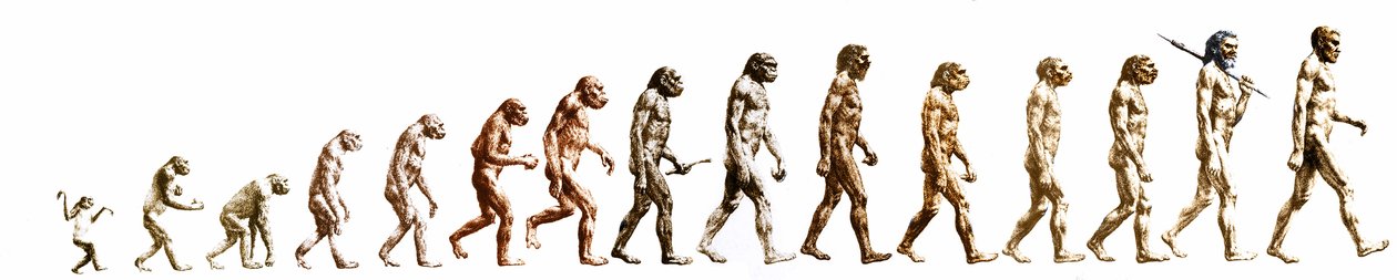 進化。サルから現生人類までの形態の比較（異なるホミニデス）。19世紀のエンドエングレーヴィング。 作： 無名の画家