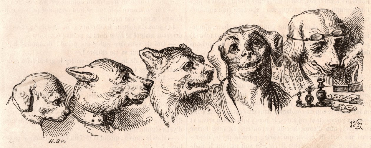 犬から人間への進化 作： 不明