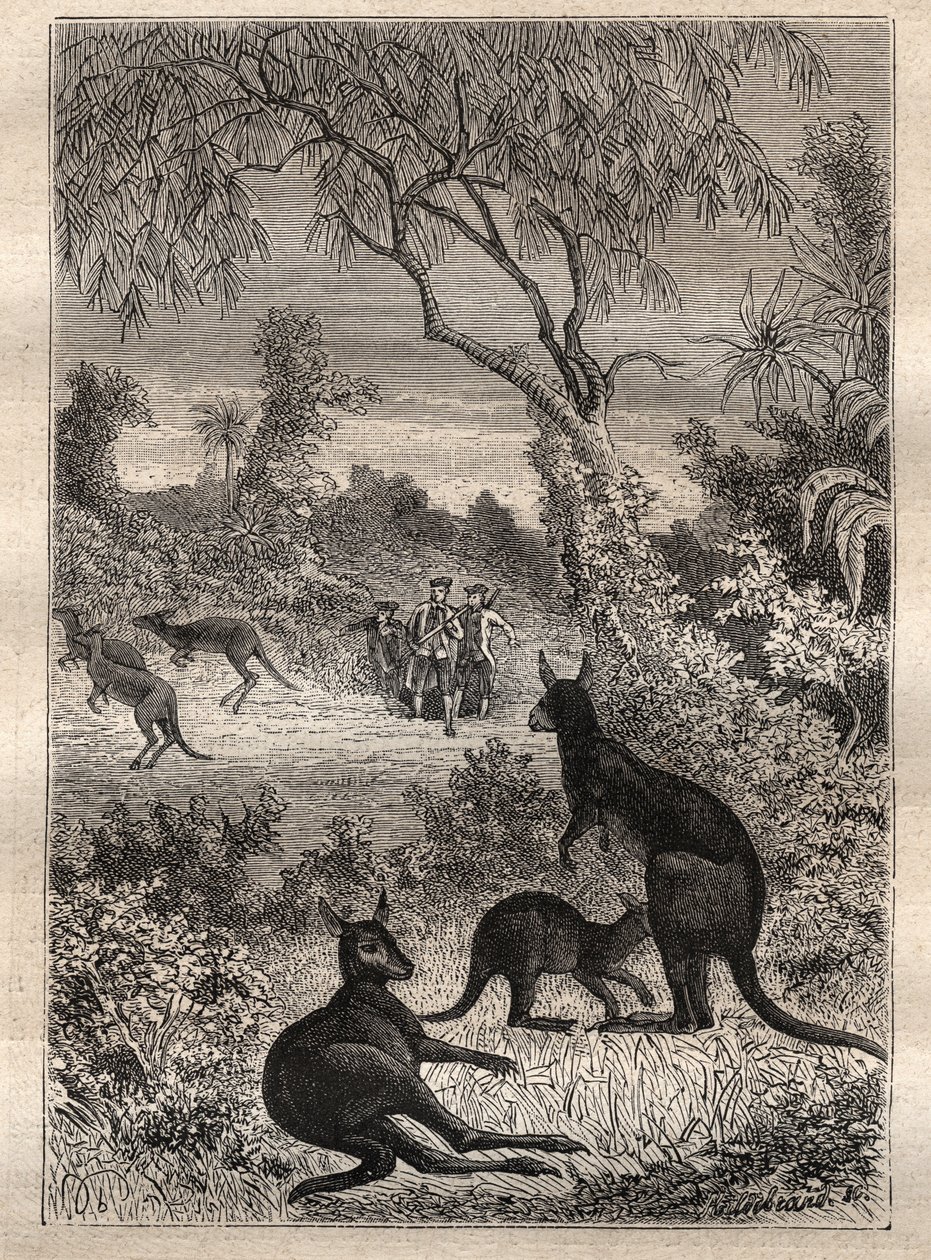 キャプテン・ジェームズ・クック（1728-1779）の第1回航海（1768-1771）：カンガルー（オーストラリア）を発見した船員たち - イラストは "The Great Mariners of 18th century "より引用 作： 無名の画家