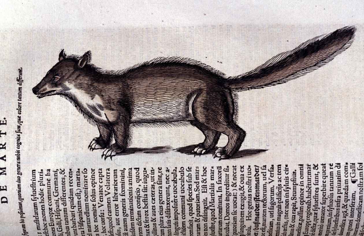 毛皮の動物-コンラッド・ゲスナー(1516 - 1565)の『動物史』では、ティグリ 作： 無名の画家