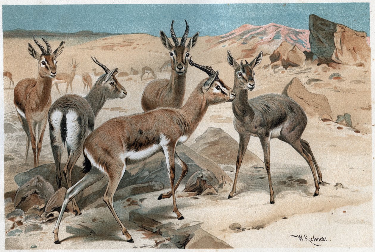ガゼル - アルフレッド・エドムンド・ブレム（1829-1884）の「ブレムの動物誌」からの抜粋 作： 無名の画家