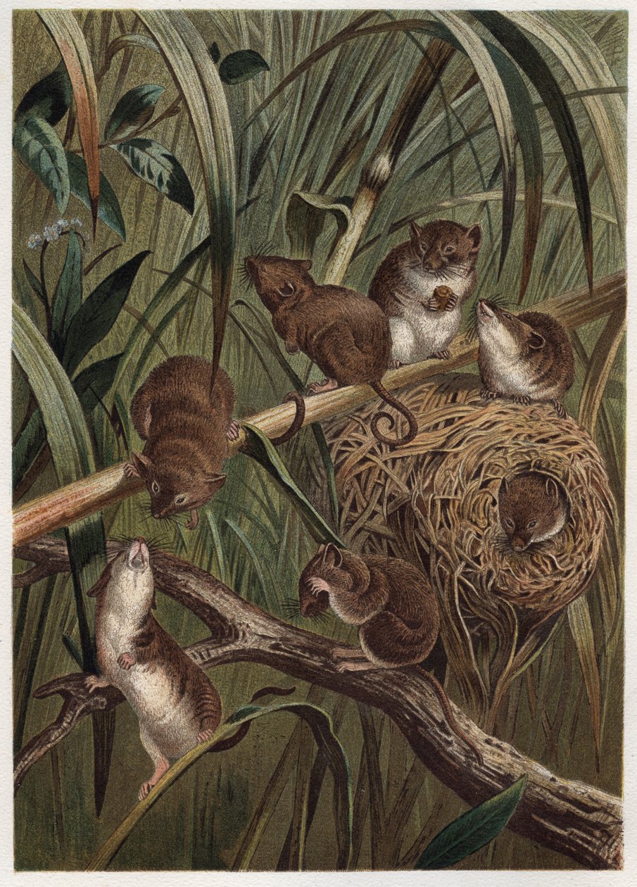 アルフレッド・エドモンド・ブレム（1829-1884）の「ブレムの動物誌」に掲載された写真。 作： 無名の画家