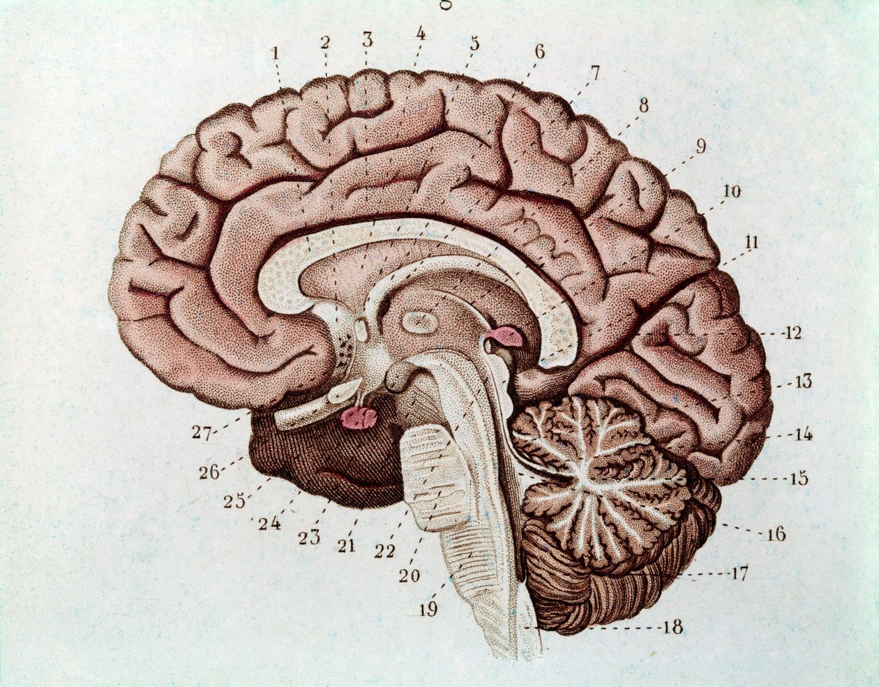 大脳半球と小脳を持つ人間の脳の断面図（エングレービング 作： 無名の画家