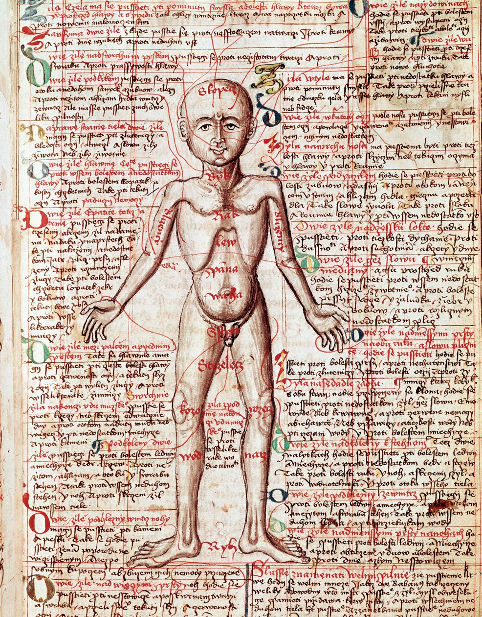 人体 15世紀「Tractatus de pestilentia」からのエングレーヴィング - プラハ、国立図書館 作： 無名の画家