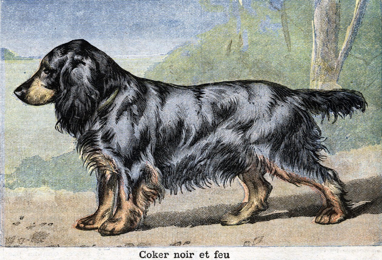 狩猟犬。ブラックコーカーとファイヤー 作： 無名の画家