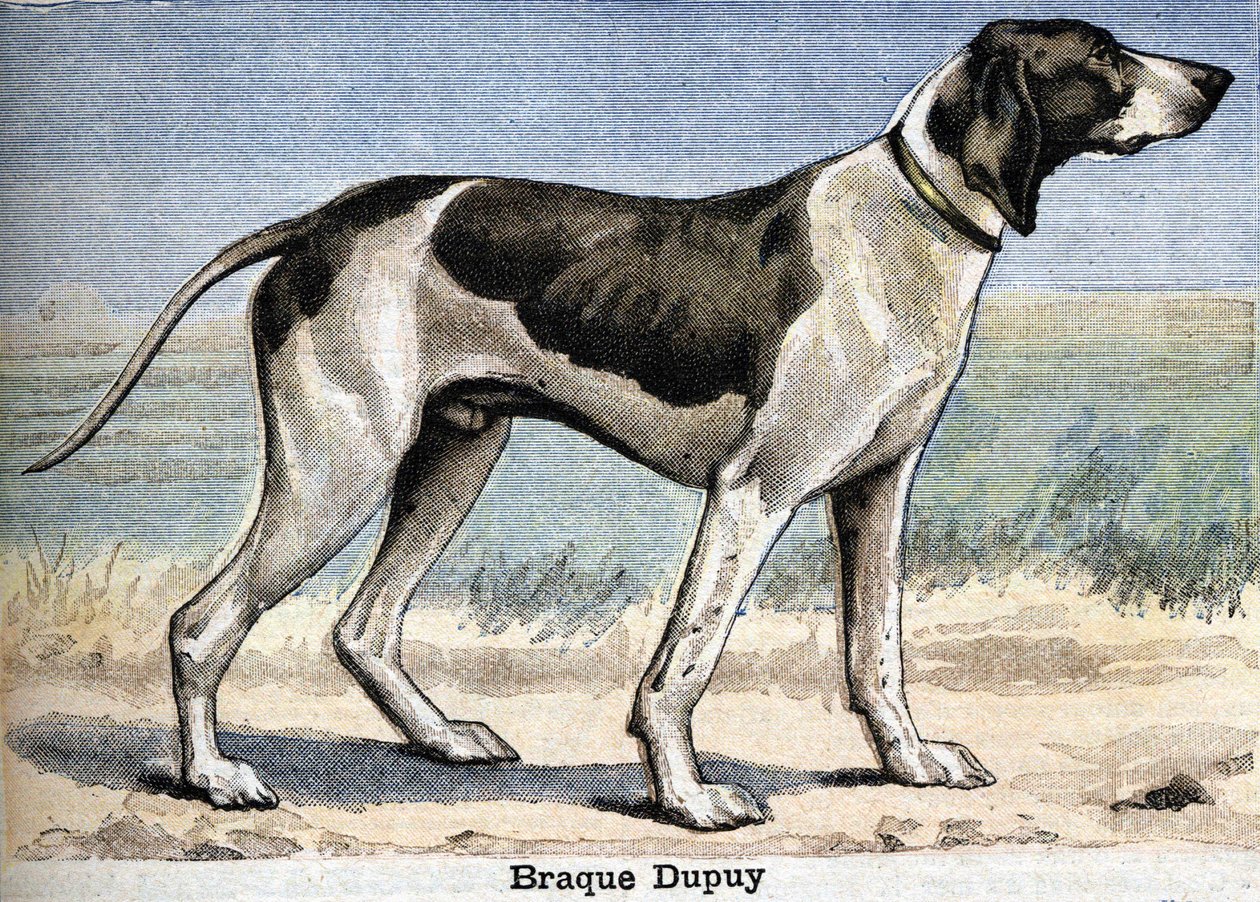 狩猟犬。ブラック・デュピュイ 作： 無名の画家