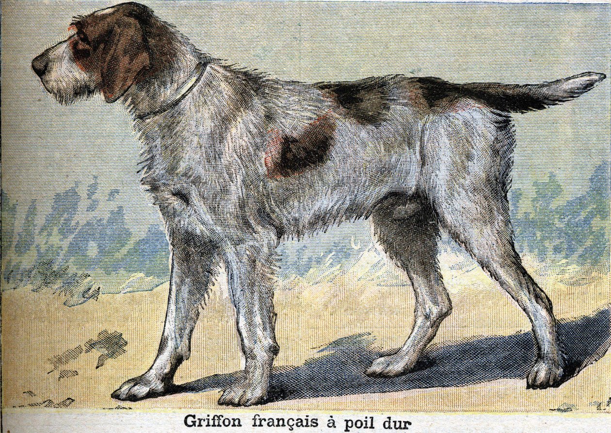 狩猟犬。Griffon francais ハード・ヘアード 作： 無名の画家