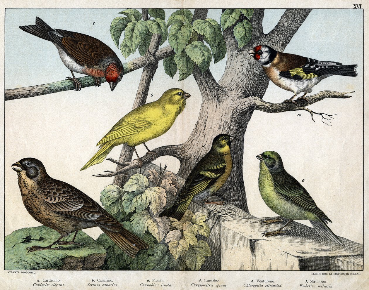 鳥類の博物誌」（ミラノ、ホープリ編）の挿絵 作： 無名の画家
