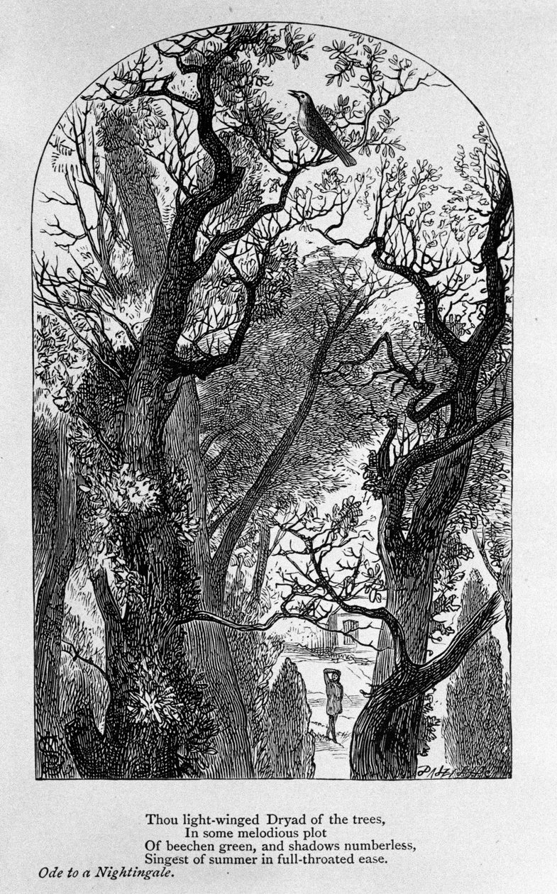 詩人ジョン・キーツ（1795-1821）の「ナイチンゲールに捧げる歌」の挿絵 19世紀 作： 無名の画家