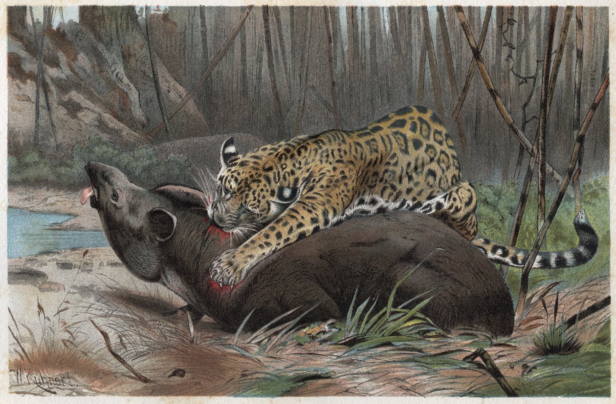 ジャガー（Panthera onca） - アルフレッド・エドモンド・ブレム（1829-1884）の「ブレムの動物の生活」からの版画 作： 無名の画家