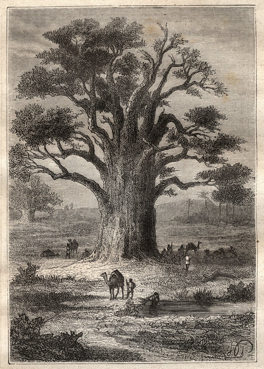 フレデリック・コンラッド（コンラッド）・ホーネマン（1772-1801）によるフェザン（リビア）への旅（1798年）：バオバブ - "The Great Mariners of 18th century "から引用したイラスト 作： 無名の画家