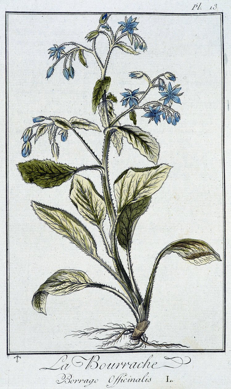 La Bourrache (Borrage Officinalis) - J.C. Philibert著「商人のための植物学演習」（Imprimerie de Crapelet, Paris）に掲載。 作： 無名の画家