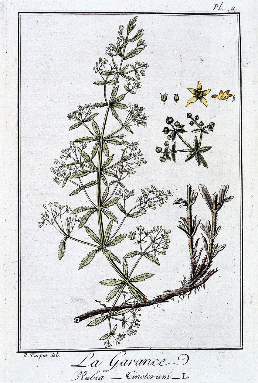 La Garance (Rubia Tinclorum) - J.C. Philibert著「商人のための植物学演習」（Imprimerie de Crapelet, Paris）に掲載。 作： 無名の画家