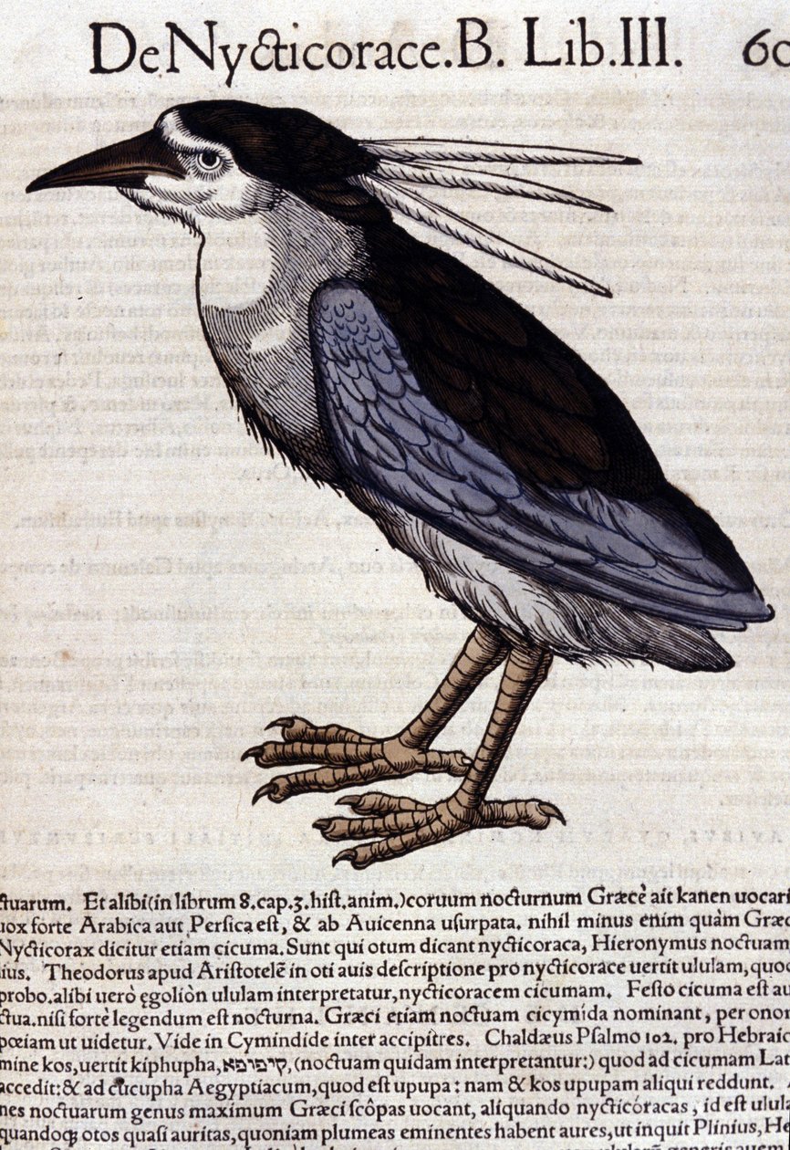 コンラッド・ゲスナー(1516 - 1565)の『Historia Animalium』に登場するハチクイ、Tiguri 作： 無名の画家