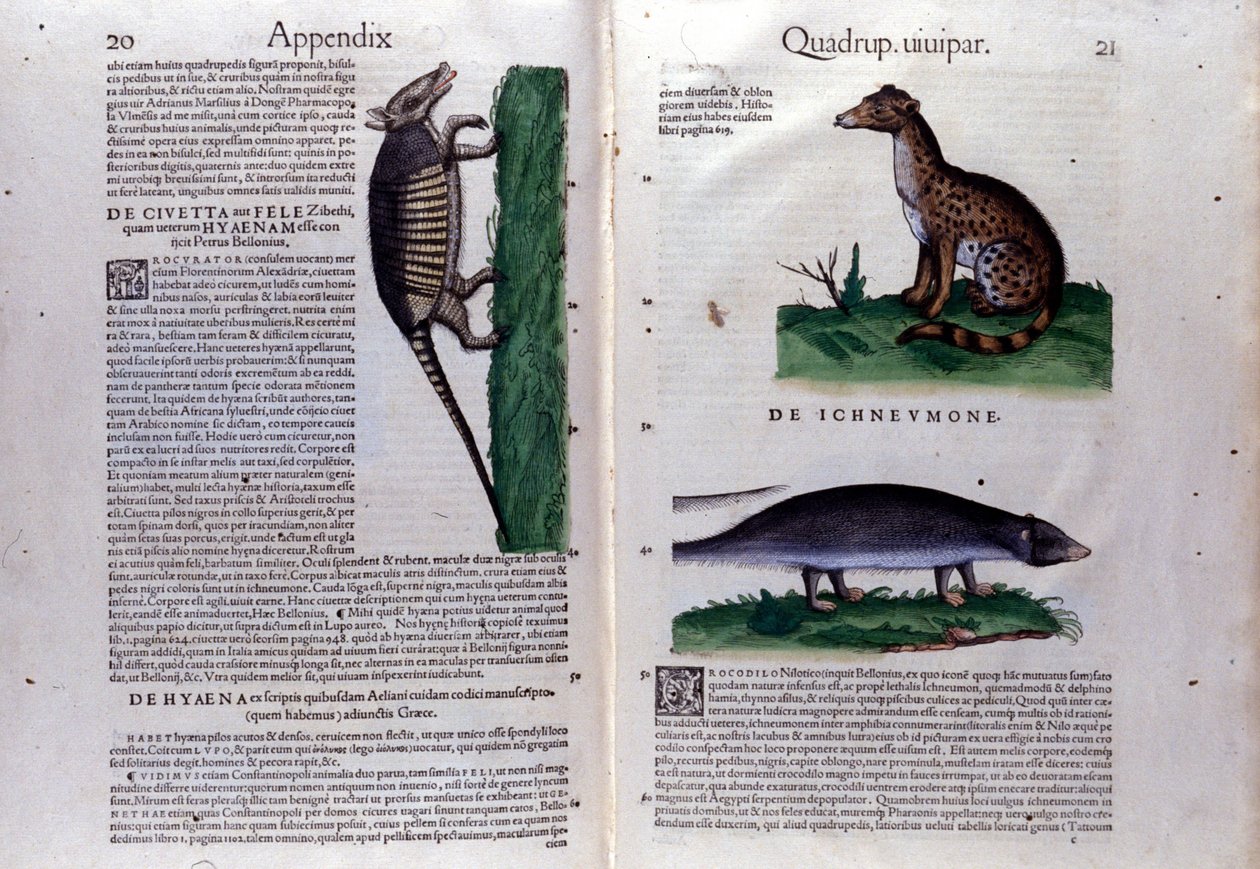ハクビシン、ハイエナ、マングースは、コンラッド・ゲスナー(1516 - 1565)の『Historia Animalium』では、Tiguri 作： 無名の画家