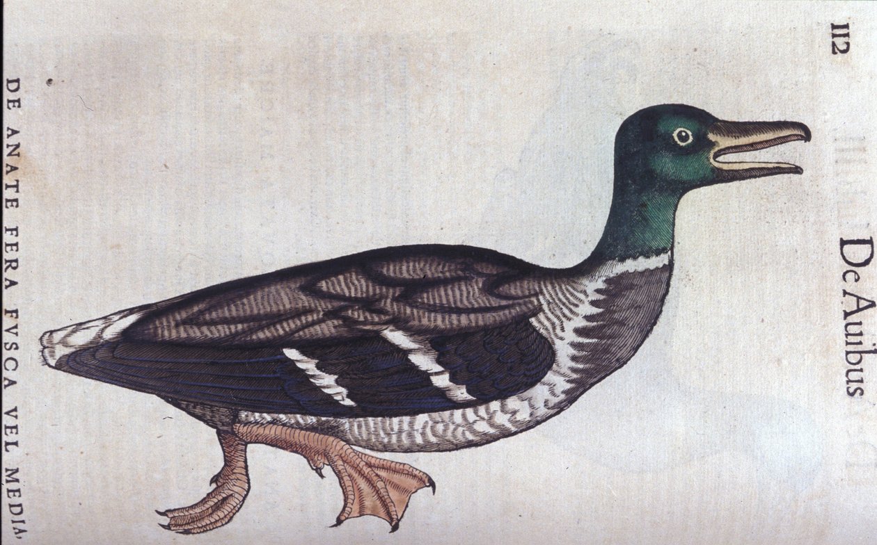 コンラッド・ゲスナー（1516-1565）の『Historia Animalium』に登場するデュカード・スシェ、ティグリ 作： 無名の画家