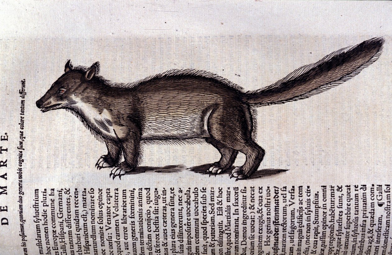 コンラッド・ゲスナー（1516 - 1565）の『Historia Animalium』に登場するテン（またはテン）、Tiguri 作： 無名の画家