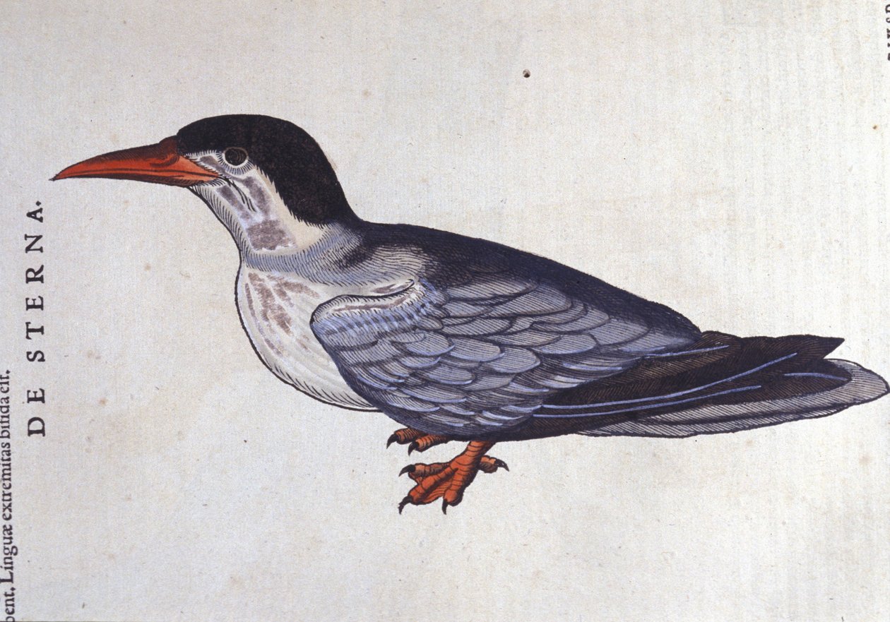 La tern ou swallow des mers in Historia Animalium de Conrad Gesner (1516 - 1565), Tiguri 作： 無名の画家