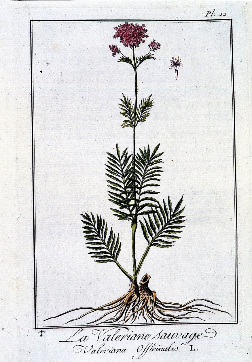 野生のカノコソウ-J.C.の「Exercise de botany à l
