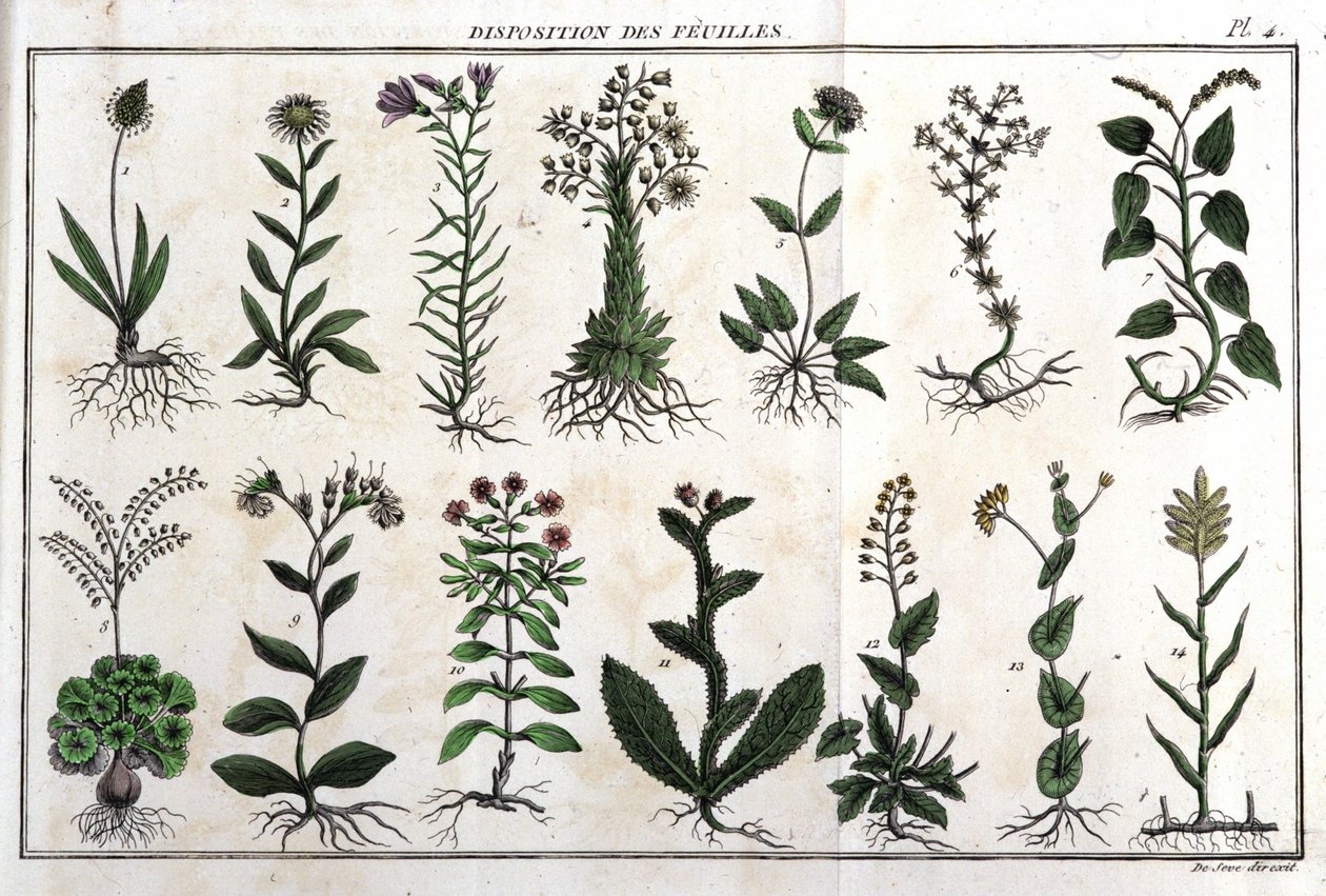 葉の配置：「Flora Françoise（フランスに自生するすべての植物の簡単な説明）」では、新しい分析方法に従って配置されており、医学的にはそれほど不明確ではない美点の引用と、その有用性が紹介されています。 作： 無名の画家