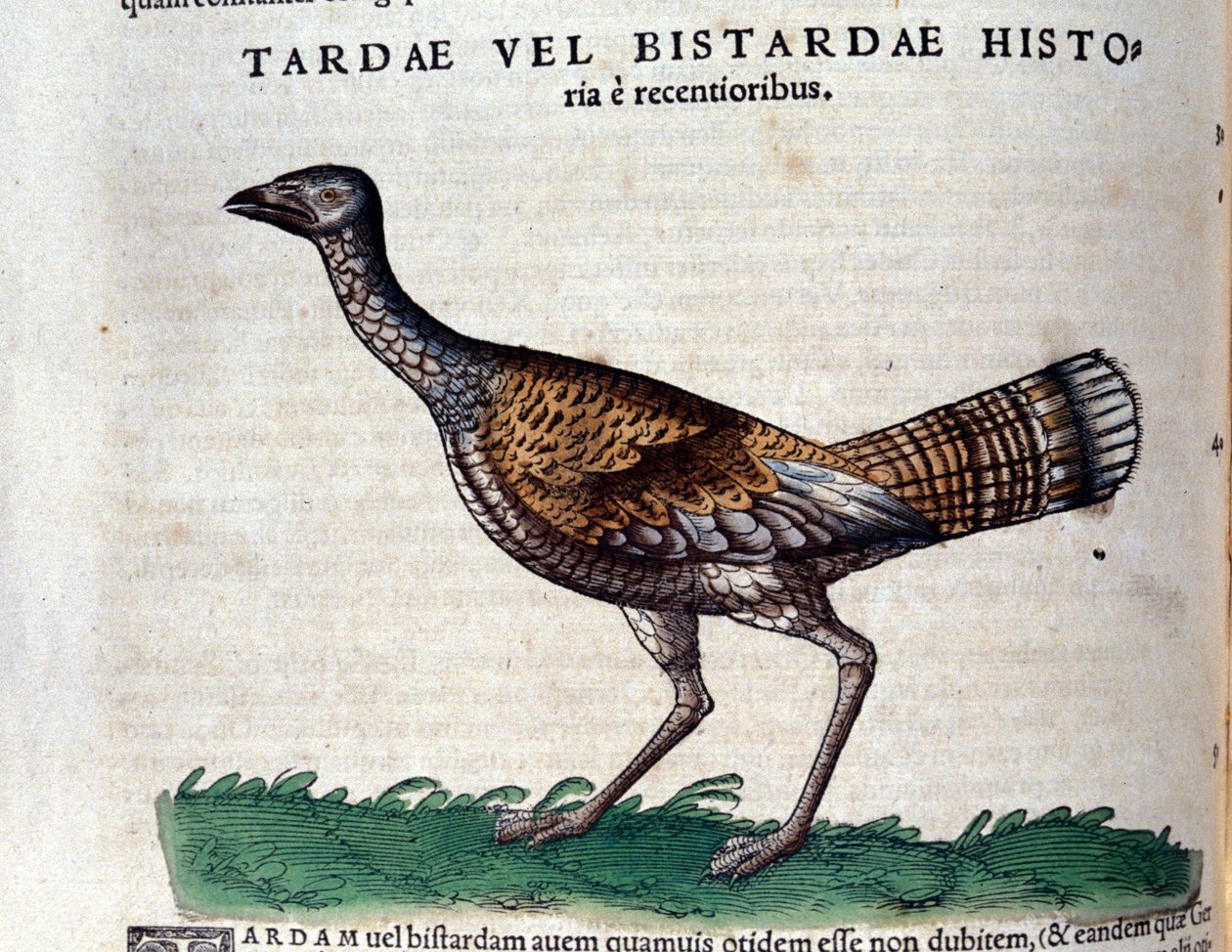 コンラッド・ゲスナー(1516-1565)の『Historia Animalium』に登場するノスリは、ティグリ 作： 無名の画家