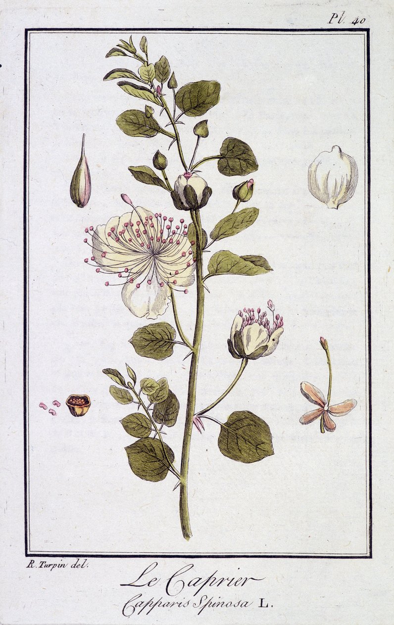 Le Caprier (Capparis Spinosa) - JC Philibert著「商人のための植物学演習」（Imprimerie de Crapelet, Paris）に掲載。 作： 無名の画家
