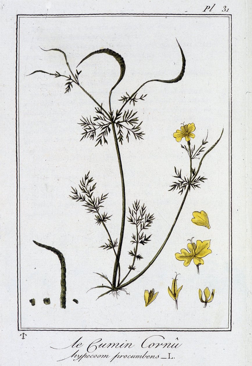 Le Cumin Cornu (Hypecoom procumbens) - J.C. Philibertによる「商人のための植物学演習」（パリ、Imprimerie de Crapelet）の中の1つ。 作： 無名の画家