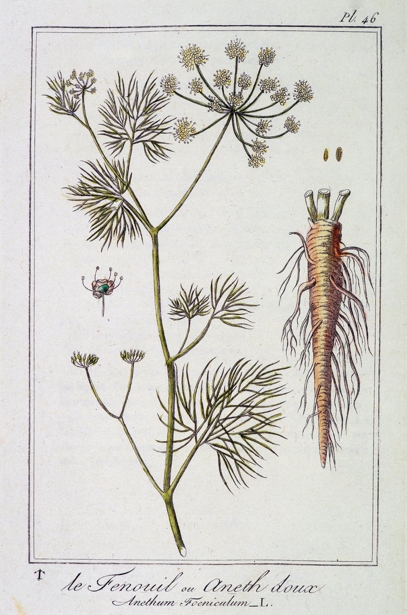フェンネルまたはスイートディル（Anethum Foeniculum） - J.C.による「商人のための植物学演習」の再編集版。フィリベール、インプリメリー・ド・クラペレ、パリ 作： 無名の画家