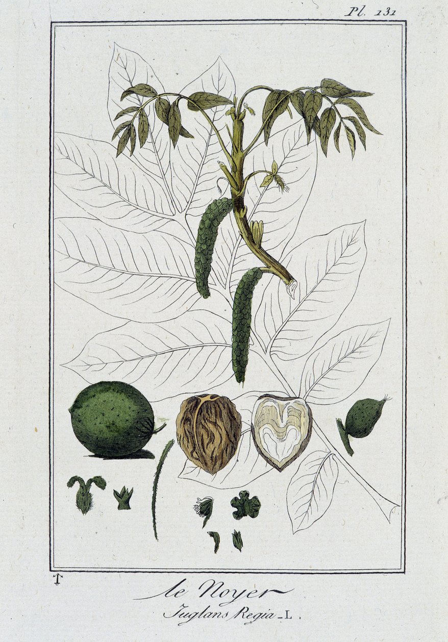 Le Noyer (Juglans Regia) - J.C. Philibert著「Exercises de botany à l
