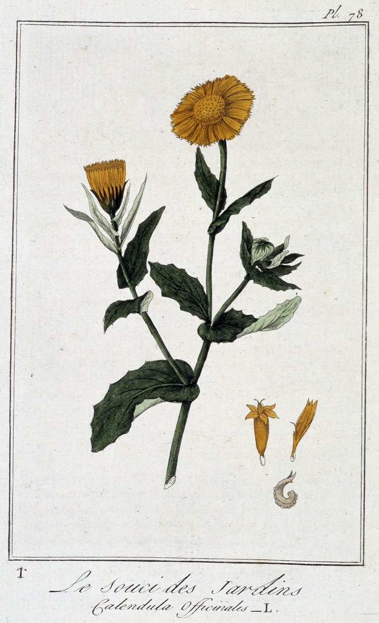 Le Souci des Jardins (Calendula Officinalis) - J.C.が書いた「商人のための植物学演習」の中のものです。フィリベール、imp.クラペレ、パリ 作： 無名の画家