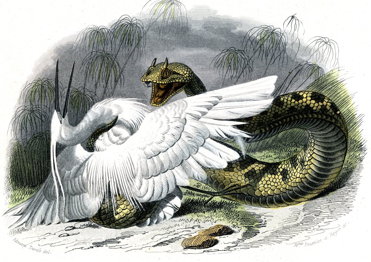 セラスト（Vipera cerastes） - ベルナール・ジェルマン・ド・ラセペド（1856-1925）著『博物誌』より、P.Furme版、パリ。 作： 無名の画家