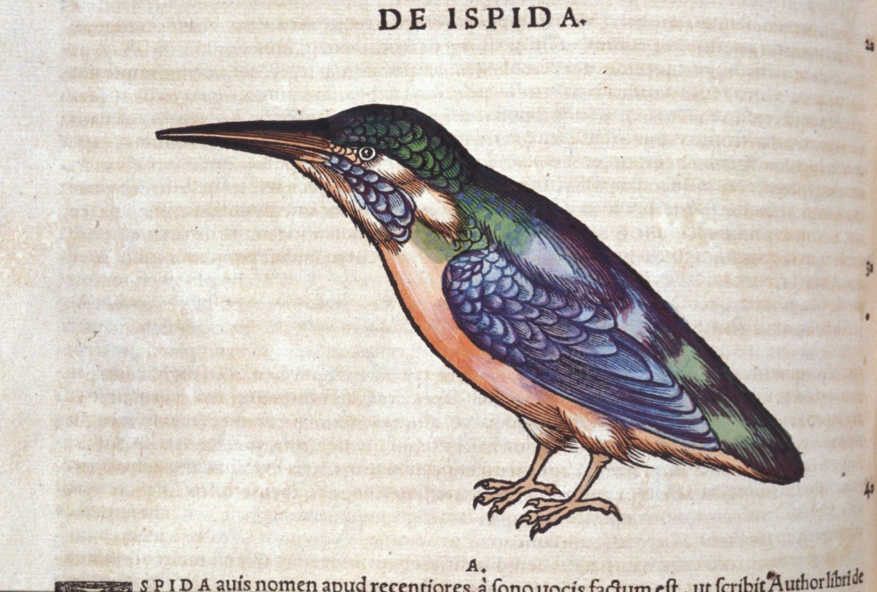 コンラッド・ゲスナー(1516 - 1565)の『Historia Animalium』に登場するハチクイ、Tiguri 作： 無名の画家