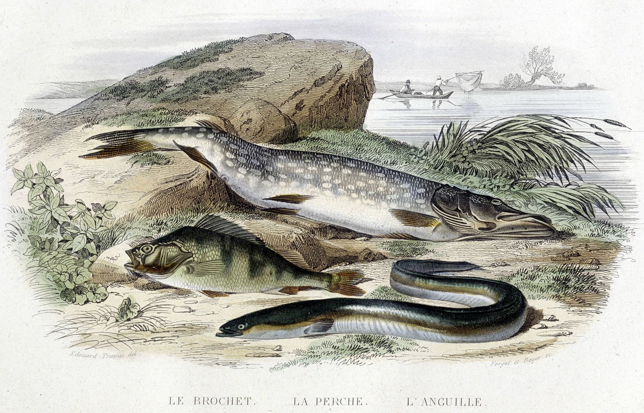 カワカマス、スズキ、ウナギ......Lacépèdeの "Histoire naturelle "T.II, ed. Furne et Cie, Parisに掲載されています。 作： 無名の画家