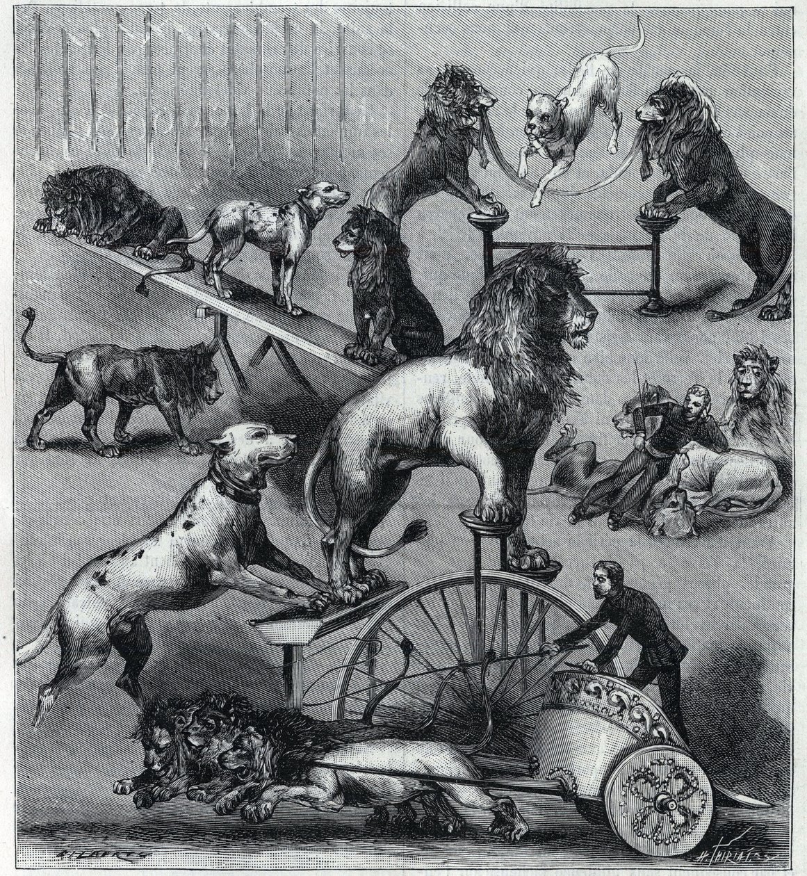 Les lions dresses du Nouveau Cirque à Paris: ライオン、テイマー、犬によるアクロバティックなナンバーの様々なトリック。1890年「La Nature」誌に掲載された版画。個人蔵。 作： 無名の画家