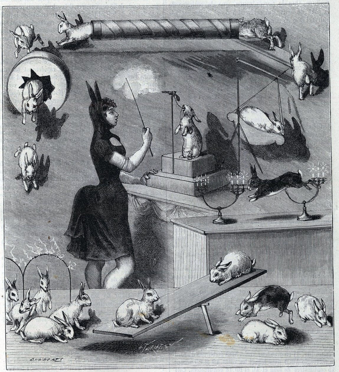 Les rabbits dresses du Nouveau Cirque in Paris: ウサギの衣装を着たタンプラーが動物に異なる数字を教える。1890年「La Nature」誌に掲載された版画。個人蔵。 作： 無名の画家