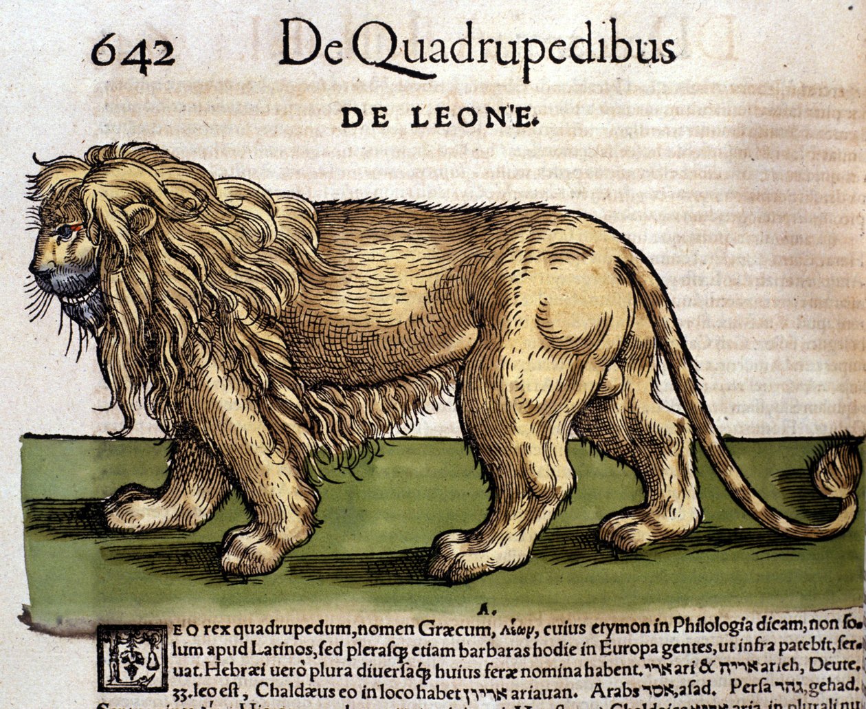 コンラッド・ゲスナーの『Historia Animalium』の後のライオン、ティグリ1560年。Braidense国立図書館。ミラノ 作： 無名の画家