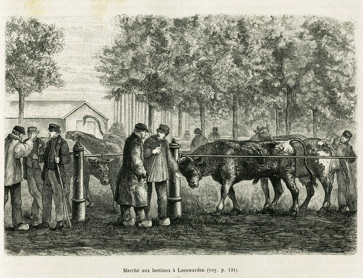 Leeuwarden（オランダ）での家畜の散歩。エドワード・シャルトン（1807-1890）が監督した「le tour du monde 1886」に掲載されたオランダの新聞記事をもとにした物語「La Frise」を説明するためのエングレーヴィング（Hachette, Paris）。 作： 無名の画家
