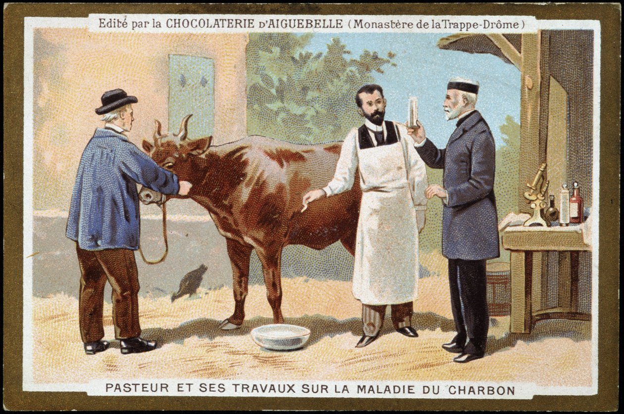 ルイ・パスツールと炭疽病の研究 - Chocolats d