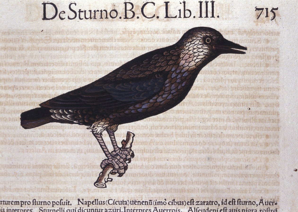 コンラッド・ゲスナー(1516-1565)の『Historia Animalium』に登場するムクドリ、Tiguri 作： 無名の画家