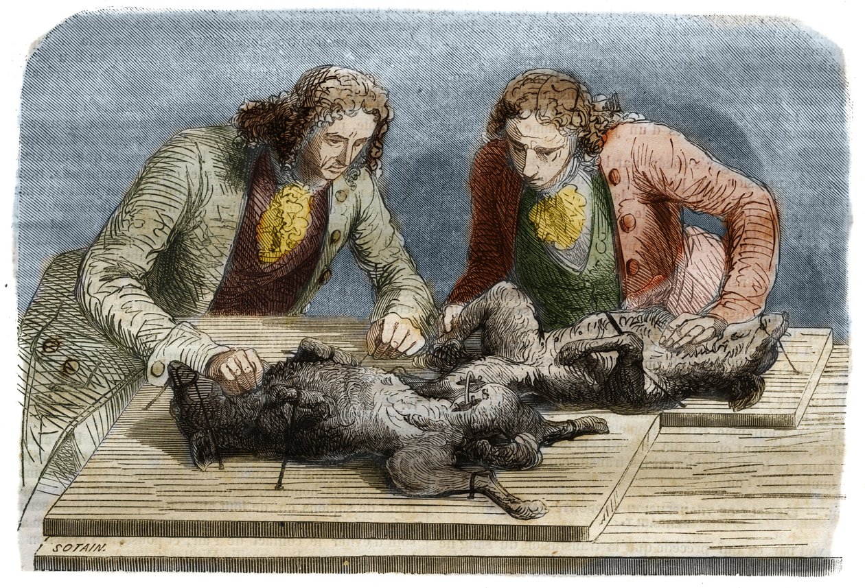医療体験：1667年にパリで行われた2匹の犬への輸血。クロード・ペローが描いた絵から1857年に作成されたエングレーヴィング。 作： 無名の画家