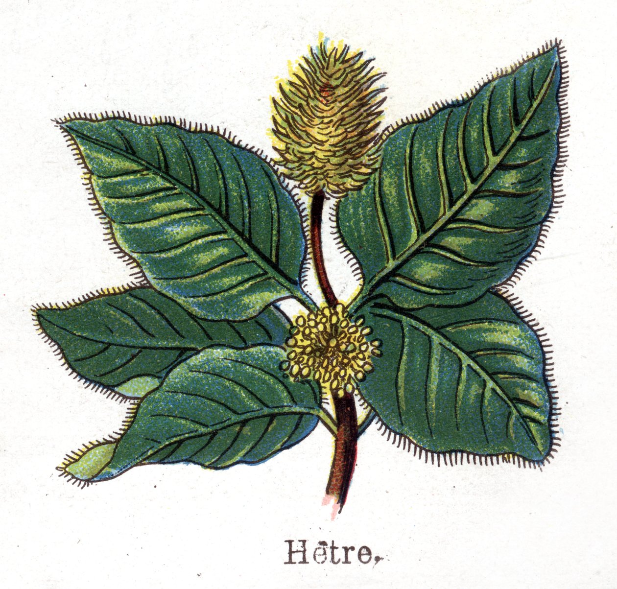 薬用・食用の植物：ブナ。フリードリヒ・エドゥアルド・ビルツ（1842-1922）の「La medication naturelle」に掲載された図版 作： 無名の画家