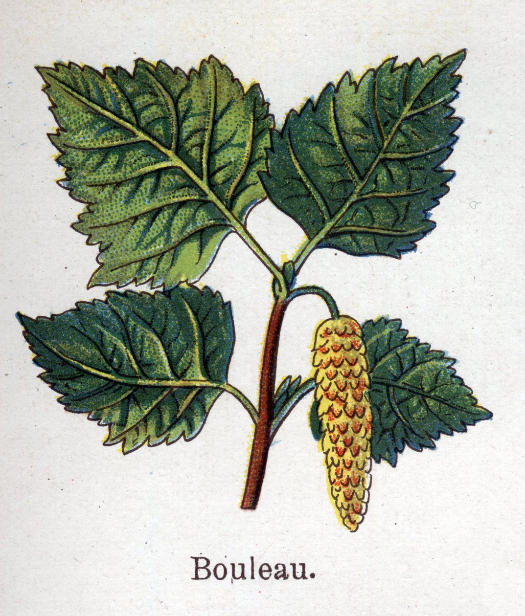 薬用・食用の植物：カバノキ。フリードリヒ・エドゥアルド・ビルツ（1842-1922）の「La medication naturelle」に掲載された図版 作： 無名の画家