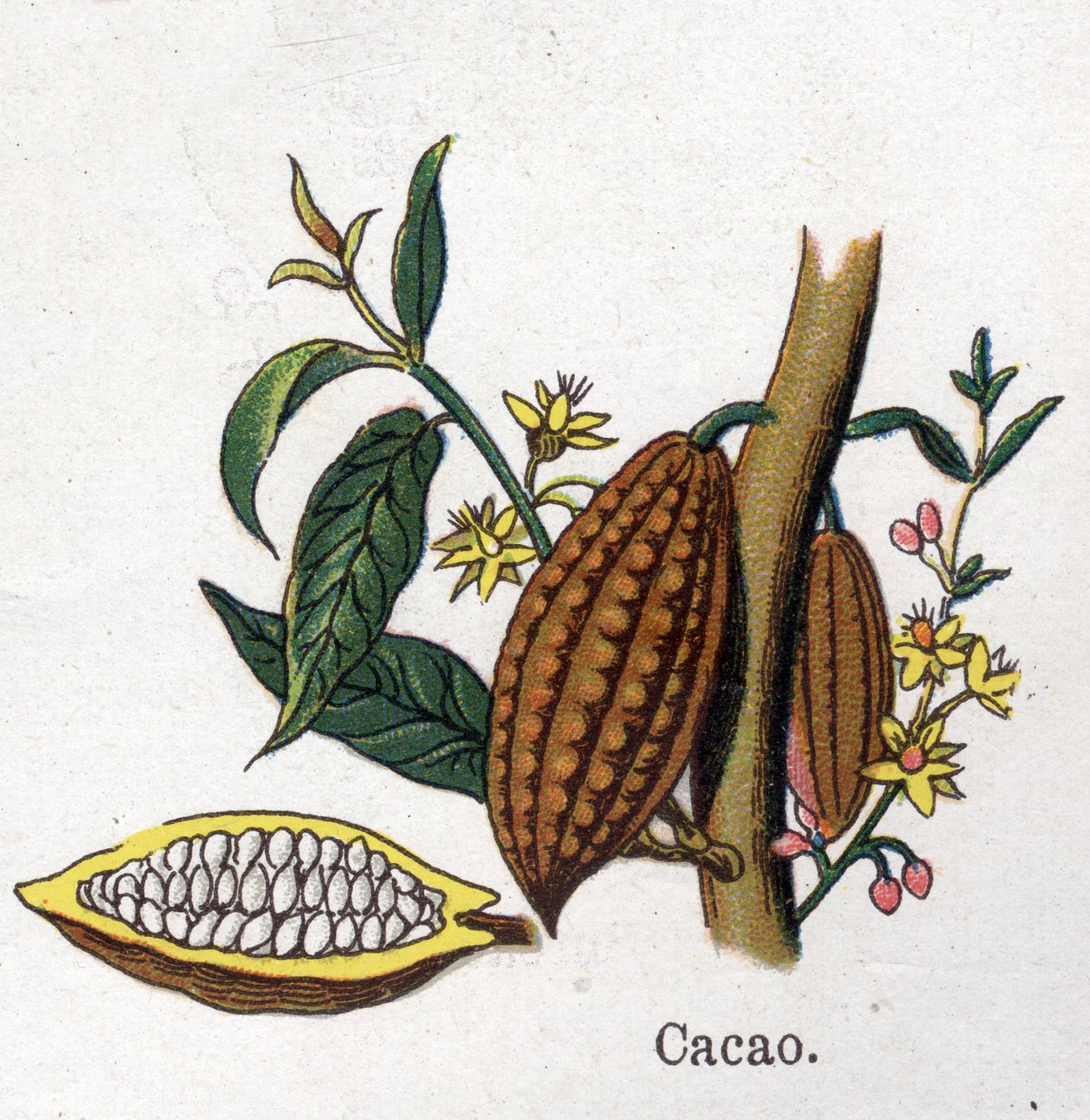 薬用・食用の植物：カカオ。フリードリヒ・エドゥアルド・ビルツ（1842-1922）の「La medication naturelle」に掲載された図版 作： 無名の画家